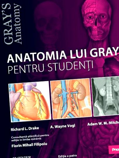 Анатомия Грей