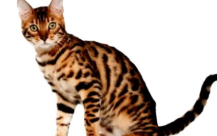 Bengáli macska, vidám és szórakoztató macska - állatorvos
