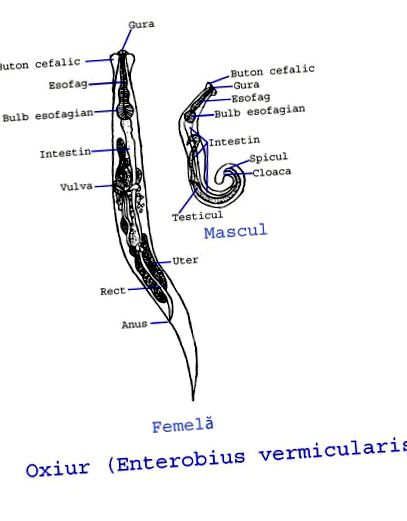 shanka prakshalana parazitáktól férgektől nyulak szuszpenziójához