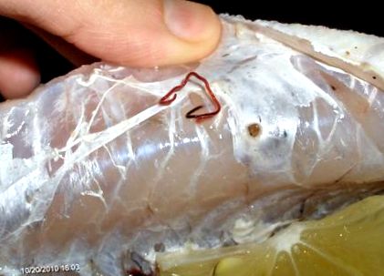 galandféreg nemzetség pinworm keresztmetszete