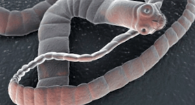 FitoTree - szabadalommal védett parazita és gombaölő kapszula. Mikrokapszulázott hatóanyagok. 60db