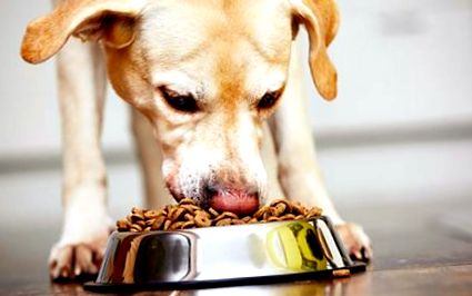 Најсоодветна храна за вашето куче Блог Леле