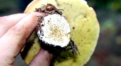 parazita gombákkal táplálkozik
