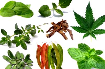 A leghatékonyabb méregtelenítő gyógynövények - Gyógynövény marihuána méregtelenítés