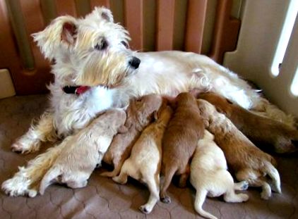 Изкуствено хранене на новородени кученца - Ръководство за кучешко хранене