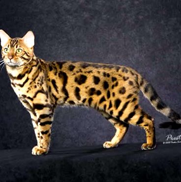 Бенгалска котка Всички животни