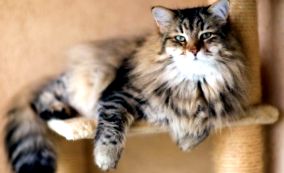 Szibériai macska, fajtaleírás fényképpel, karakter, ár