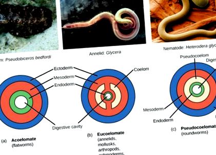 Mi a condyloma és hogyan alakul ki - Paraziták tourette szindróma