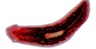 platyhelminthes diploblasztikus triploblaszt