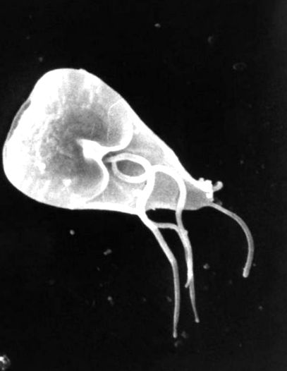A Giardia parazitálja a gyógyszeres kezelést mi hajtja a parazitákat