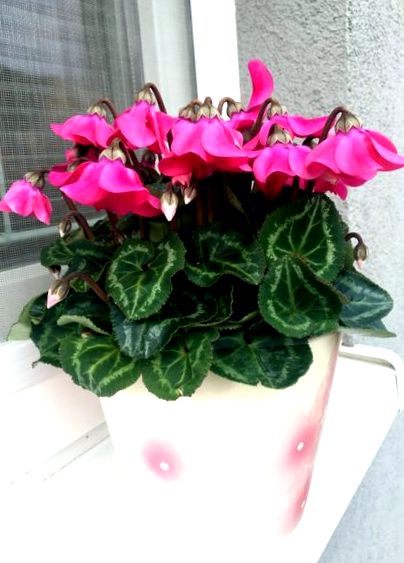 ciklámen növényeim