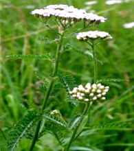 rendes rangsorolása