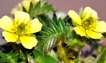 tribulus