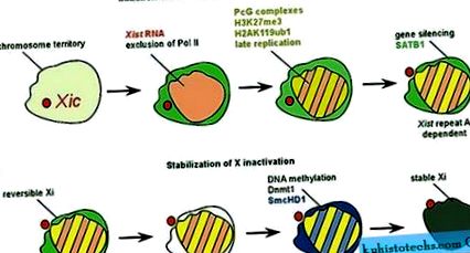 inactivării concepte