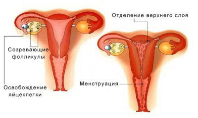 Як зрозуміти, що скоро почнуться місячні? циклу