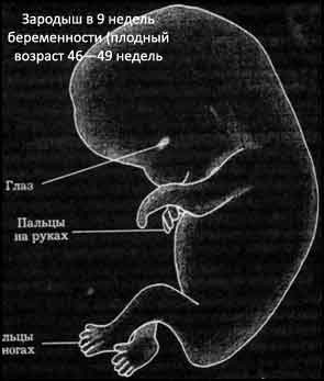 Планові пологи двійні в 37 тижнів 37 тижнів вагітності двійня