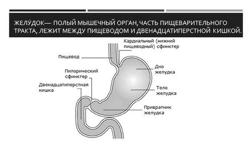 шлунок