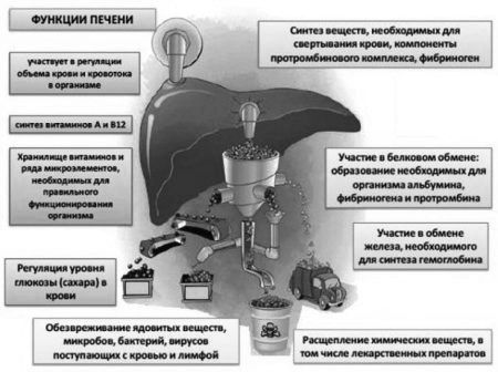 харчування