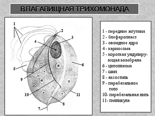 Як передається трихомоніаз чоловікам і жінкам, шляхи зараження і профілактика хвороби передається
