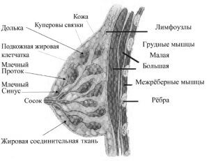 Кістозна мастопатія молочних залоз: як лікувати? Народні і мед засоби залоз