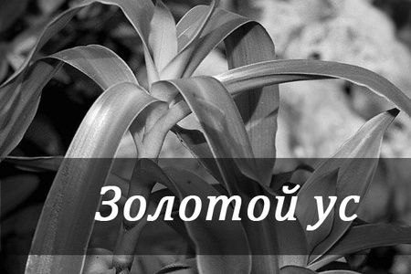 Лікування золотим вусом суглобів: рецепт мазі і настоянки на горілці вусом
