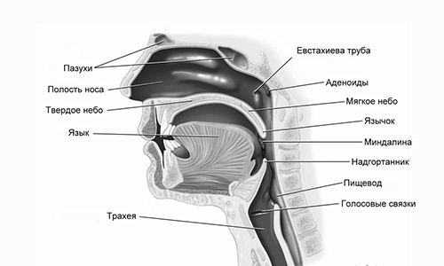 гланди