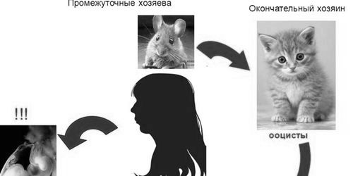 Токсоплазмоз при вагітності - як не заразитися інфекцією, симптоми, аналізи і лікування хвороби вагітність