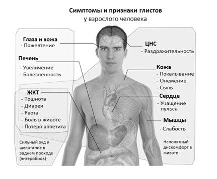 Глисти у людини: симптоми і ознаки у дорослих людини