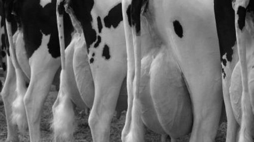 Хвороби вимені - agroxxi agroxxi
