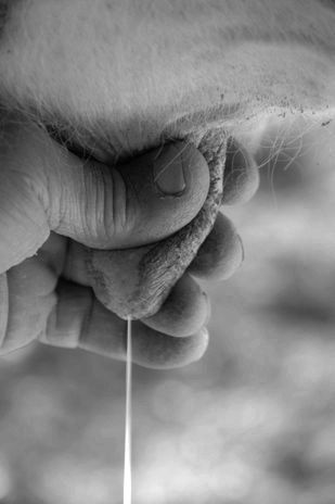 Хвороби вимені - agroxxi профілактика хвороб вимені