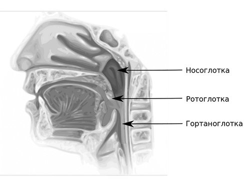 носоглотці