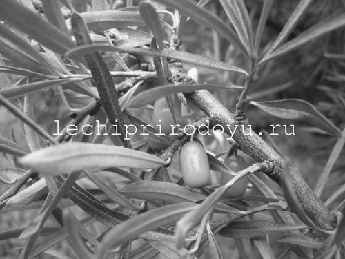 Лікування обліпихою лікування обліпихою