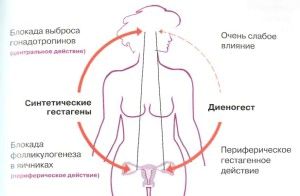 Жанін і ендометріоз: як приймати, інструкція для лікування і відгуки лікарів Жанін і ендометріоз відгуки врчей інструкція як приймати лікування ціна препарат