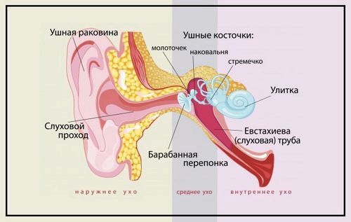 чи можна вилікувати зламані вуха