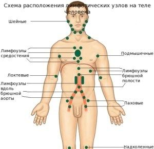 Запалення лімфовузлів на шиї: лікування народними засобами, ефективні рецепти запалення лімфовузлів на шиї під пахвою в паху лікування народними засобами