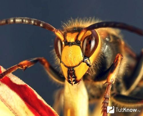 Користь і шкода укусу бджоли укус бджоли