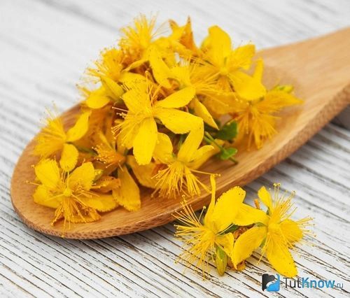 Денний стаціонар травами: користь, вибір, рецепти рецепти