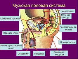 Хто ще хоче спробувати лікування простати содою? як лікувати тиск содою