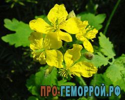 Чистотіл від геморою: основні рецепти лікування чистотіл від геморою