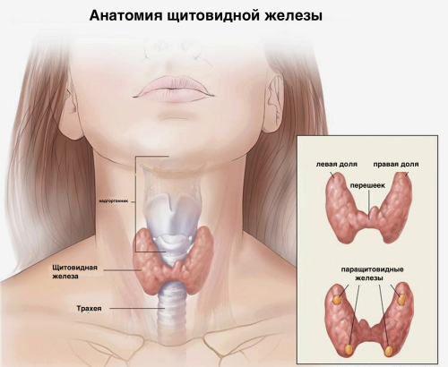 як лікують кісту щитовидної залози