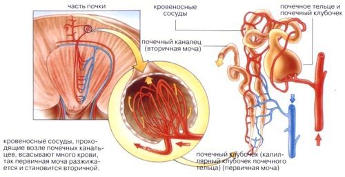 як лікувати нирки при цукровому діабеті