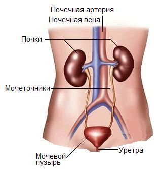 як лікувати нирки дітям