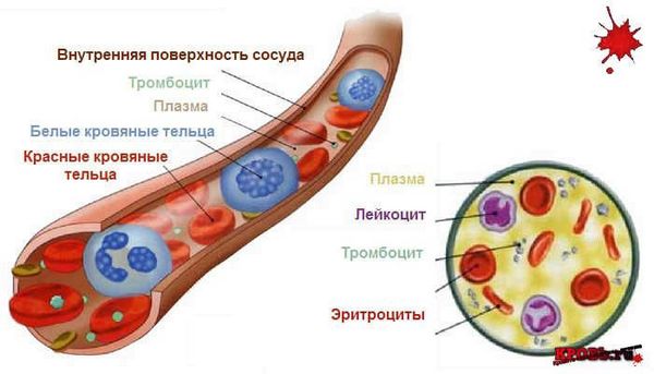 Як відновити кров - лікування кровотеч (організм) застосування