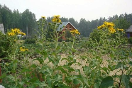 Оман в гінекології (викликати місячні при вагітності) менструальний цикл