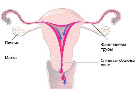 Рясні місячні: що робити? Гінекологія - медична енциклопедія (місячні) менструації