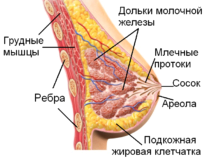 Болить груди перед місячними: чому, що робити (місячних) при місячних