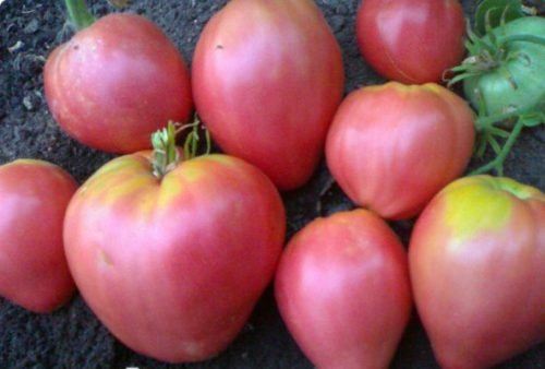 Descrierea nobilă de tomate a soiului
