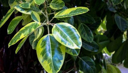 Грижа за Ficus Robusta у дома, снимка