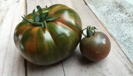 Описание на сорта Tomato Striped Chocolate, рецензии