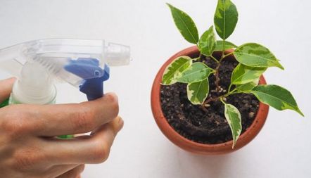Болести на Ficus и тяхното лечение
